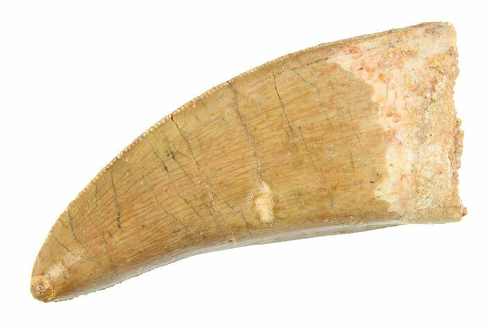 Serrated, Carcharodontosaurus Tooth - Real Dinosaur Tooth #351683